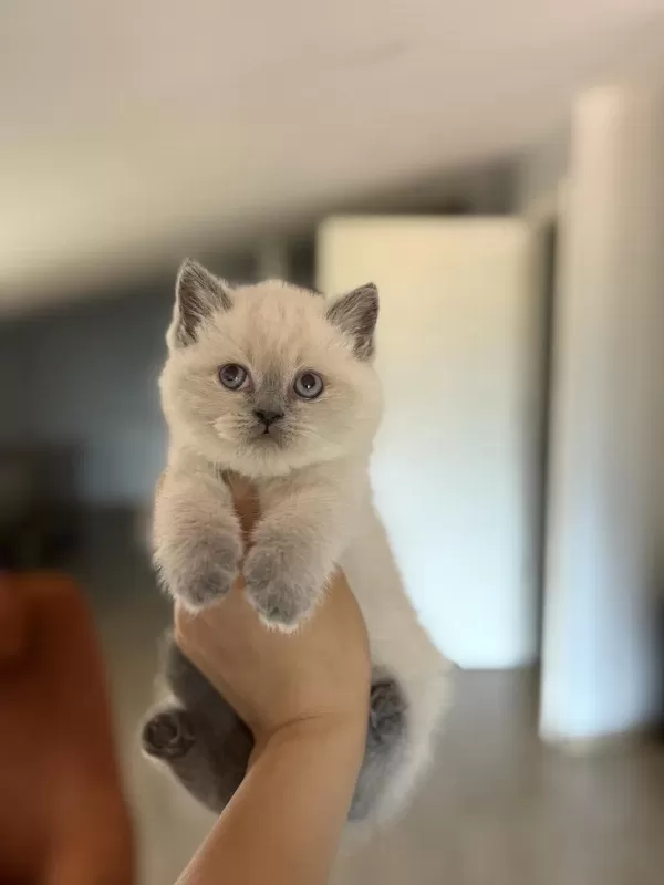 İrk Ve Sağlik Garantili British Shorthair Yavrularim