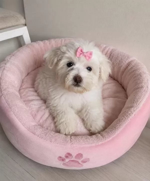 Maltese Terrier Yavru