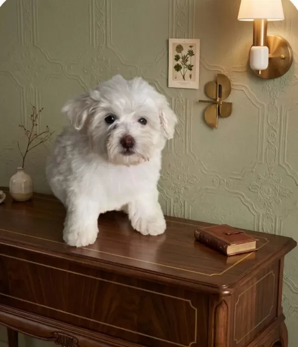 Maltese Terrier Yavru