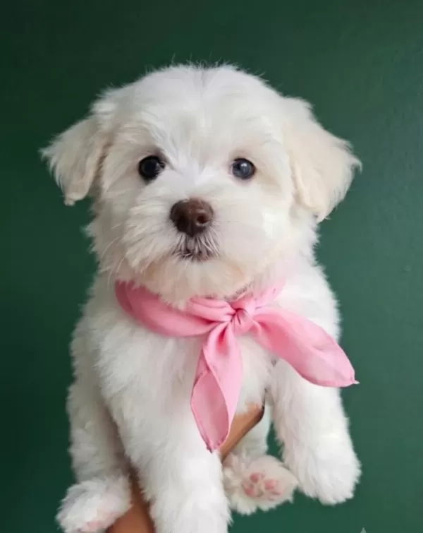 Maltese Terrier Yavru