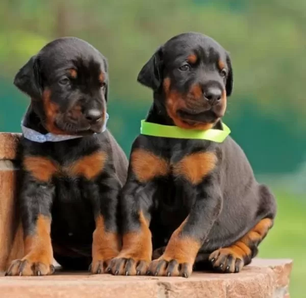 Siyah Ve Kizil Doberman Asiller