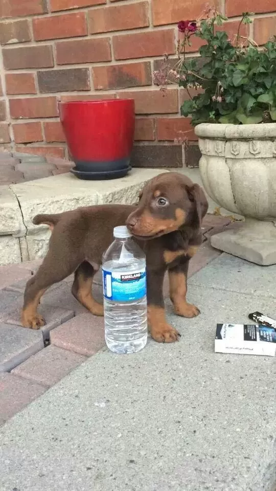 Siyah Ve Kizil Doberman Asiller