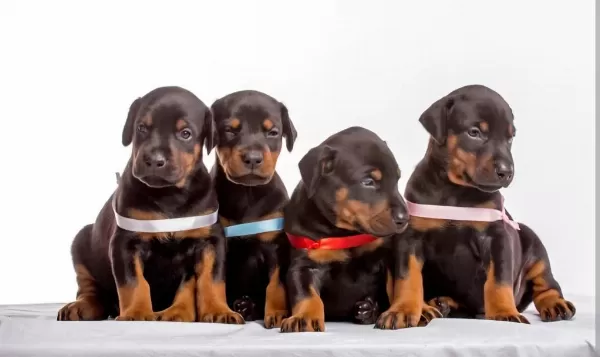 Siyah Ve Kizil Doberman Asiller