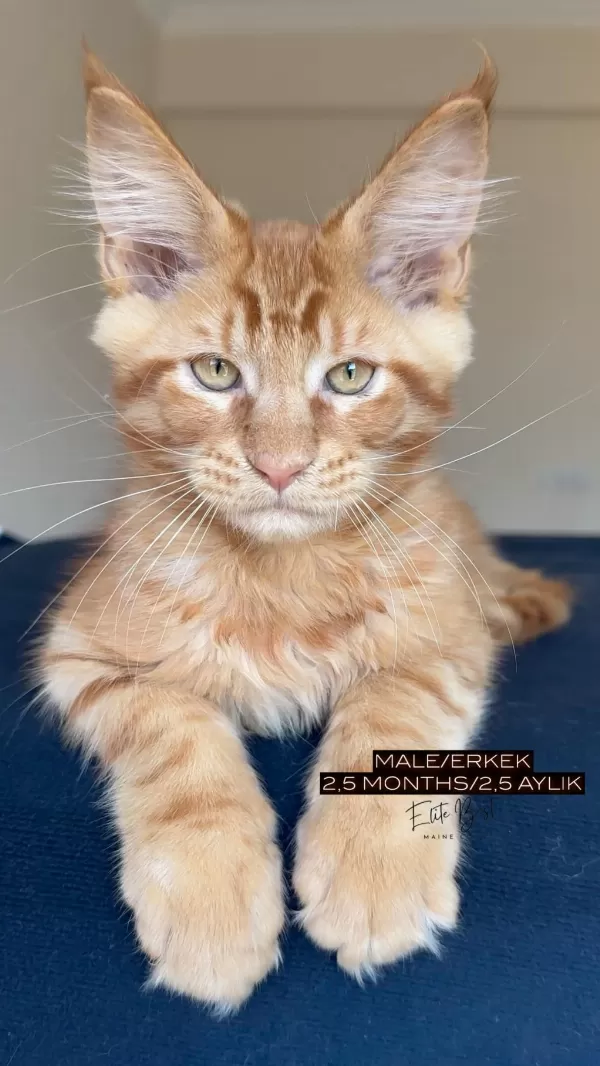 Türkiyenin Her Yerine Teslim Xxl Maine Coonlar