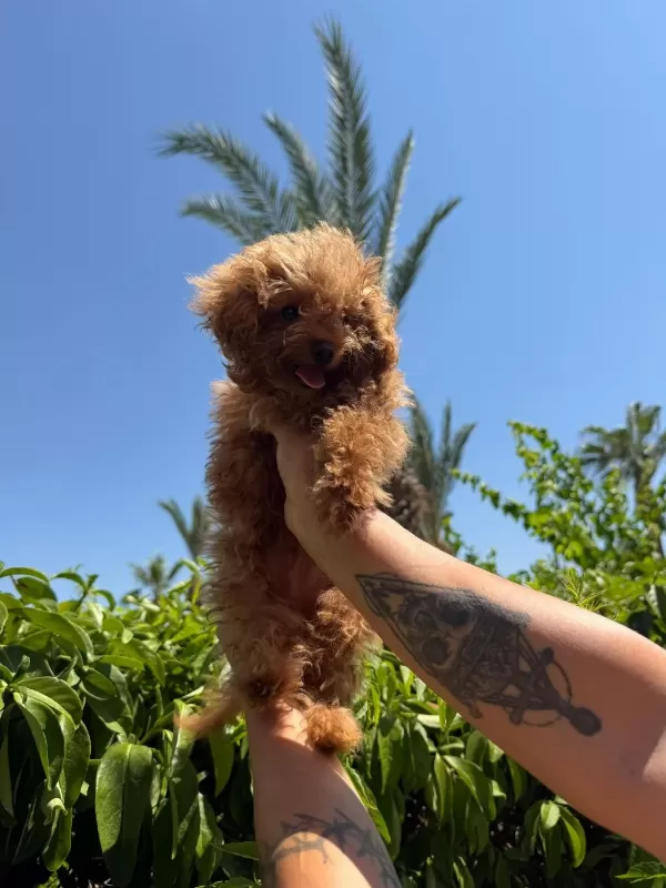 Kore Erkek Poodle Mini