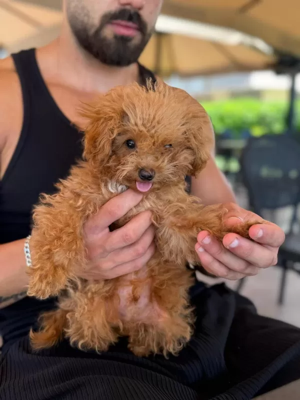 Teacup Erkek Poodle Mini