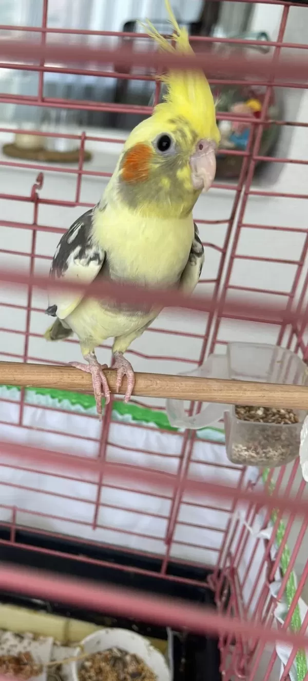 Sağlıklı Yeni Yeme Düştü