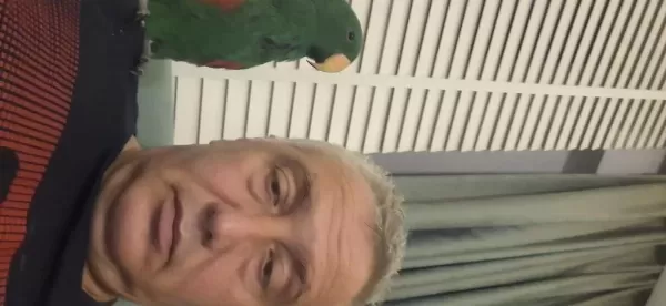 Eclectus Erkek 1 Yaşında