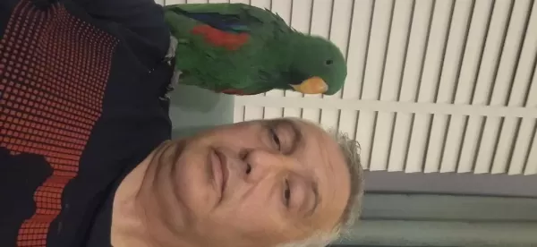 Eclectus Erkek 1 Yaşında