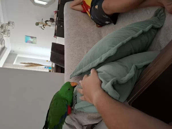 Eclectus Erkek 1 Yaşında