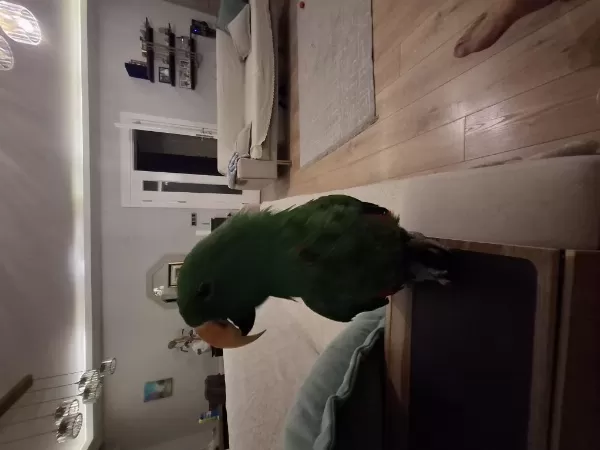 Eclectus Erkek 1 Yaşında
