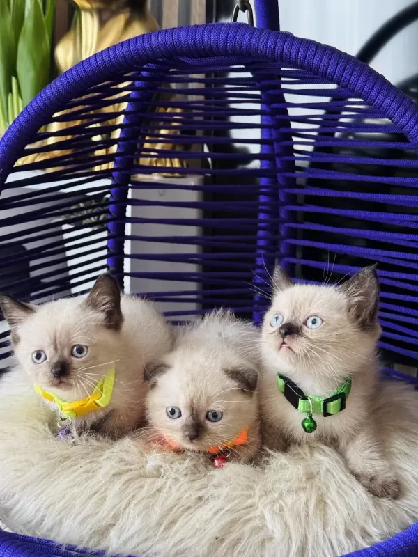 British Shorthair Chocolate Point Yavrular