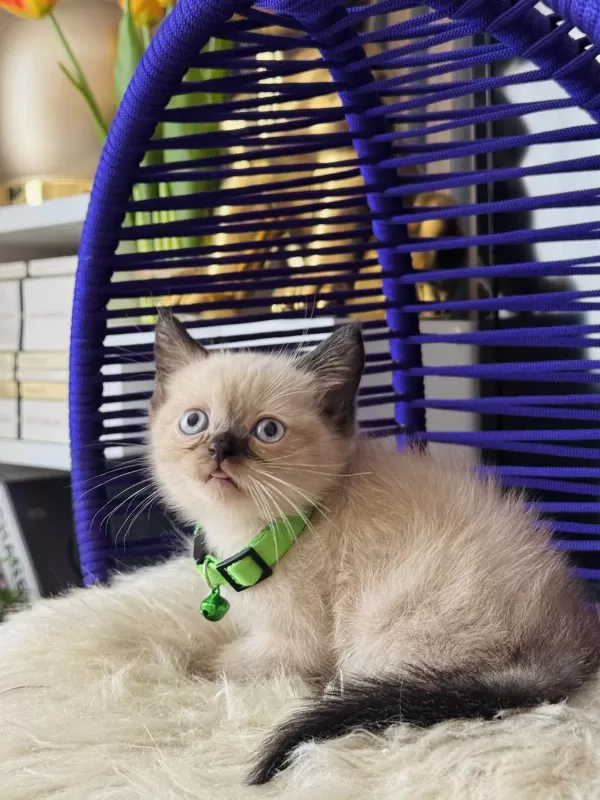 British Shorthair Chocolate Point Yavrular