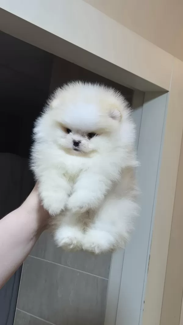Üst Kalite Miniboy Pomeranian Boo Erkek