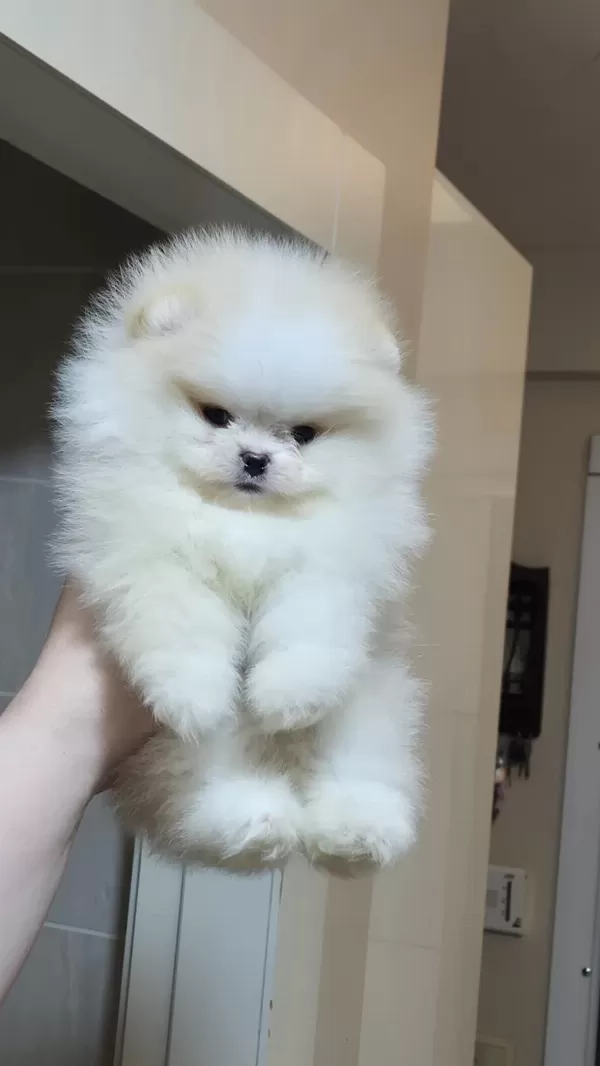 Üst Kalite Miniboy Pomeranian Boo Erkek