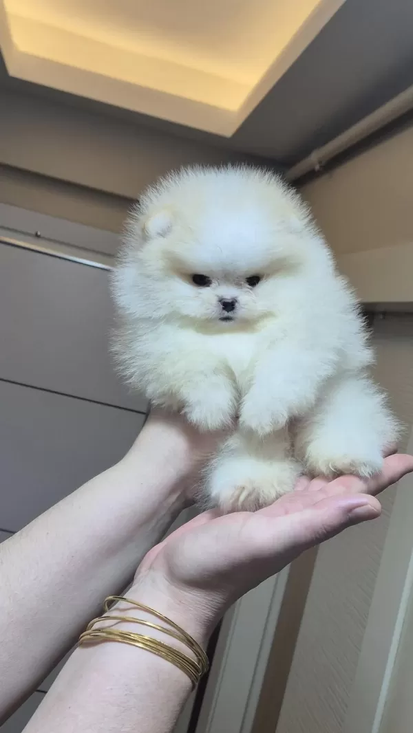 Üst Kalite Miniboy Pomeranian Boo Erkek
