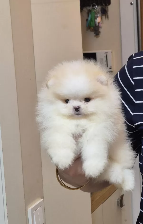 Üst Kalite Miniboy Pomeranian Boo Erkek