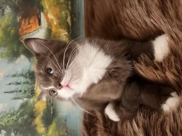 Çikolata Ve Cinnamon Bicolor British Shorthair