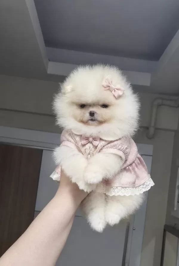 Minik Prenses Pomeranian Boo