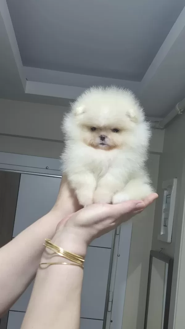 Minik Prenses Pomeranian Boo