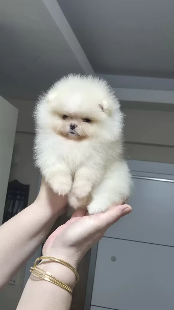 Minik Prenses Pomeranian Boo