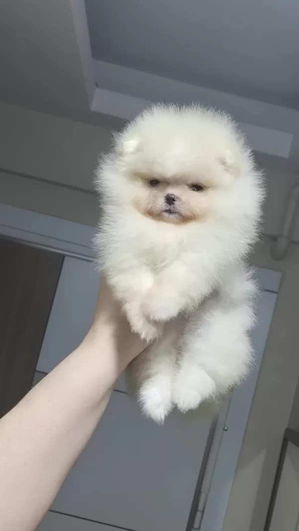 Minik Prenses Pomeranian Boo