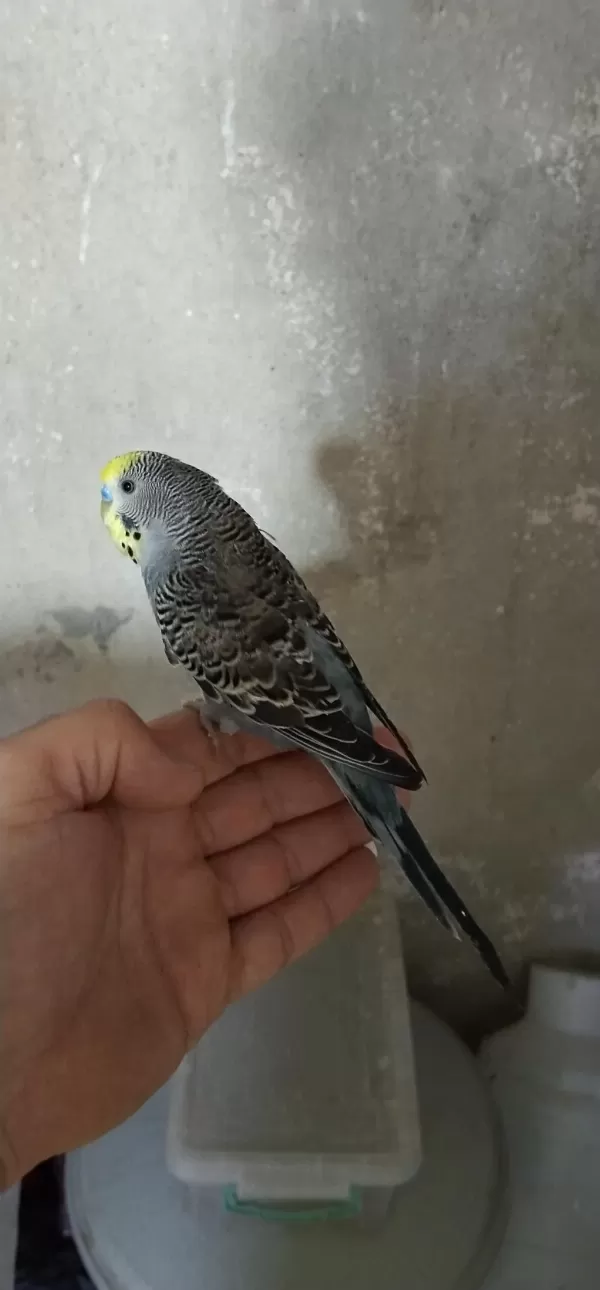 Yavru Sultan Papağanı