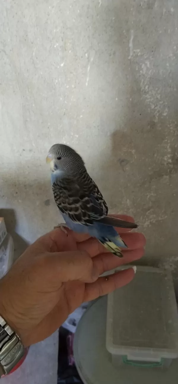 Yavru Sultan Papağanı