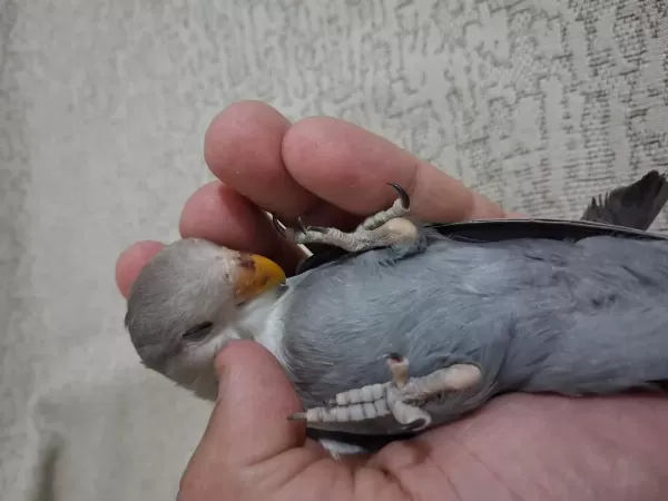 Yavru Sevda Papağan Açıklama Okuyun