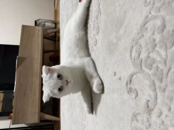 3.5 Aylık Scottish Fold Dişi Yavru