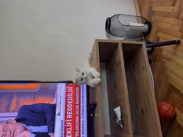 3.5 Aylık Scottish Fold Dişi Yavru