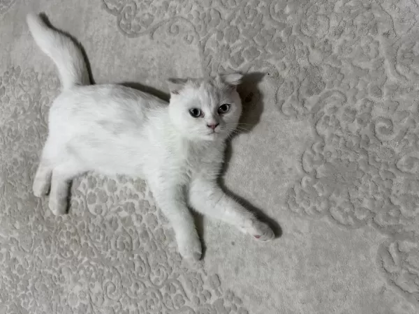 3.5 Aylık Scottish Fold Dişi Yavru