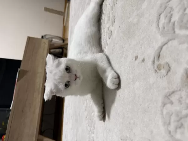 3.5 Aylık Scottish Fold Dişi Yavru