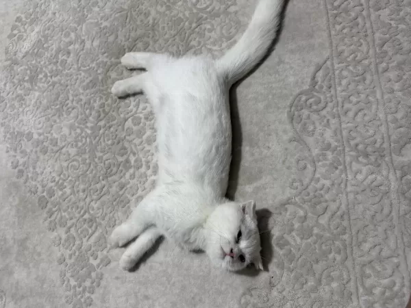 3.5 Aylık Scottish Fold Dişi Yavru