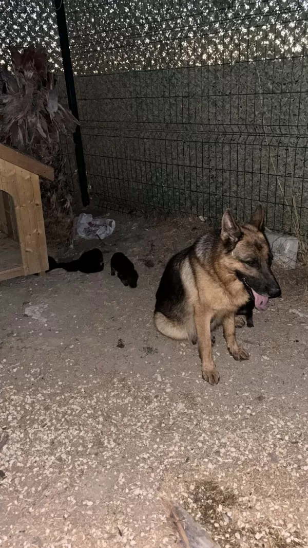 Safkan Alman Kurdu Yavrularım