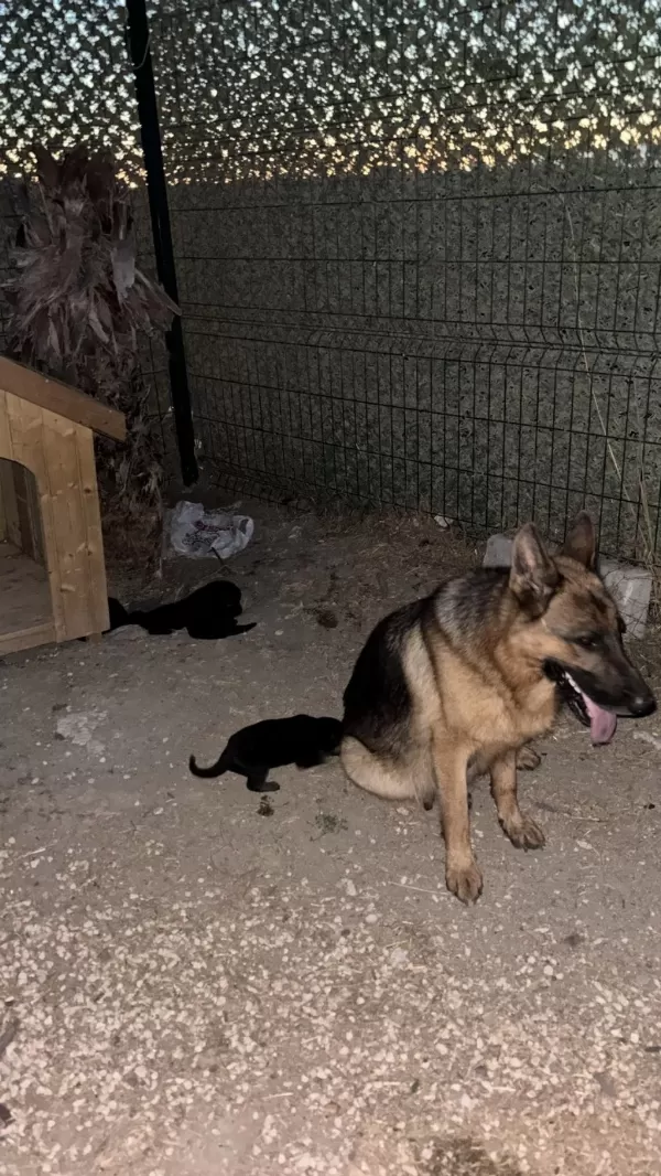 Safkan Alman Kurdu Yavrularım