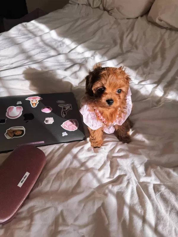 Kore Maltipoo Yavrular