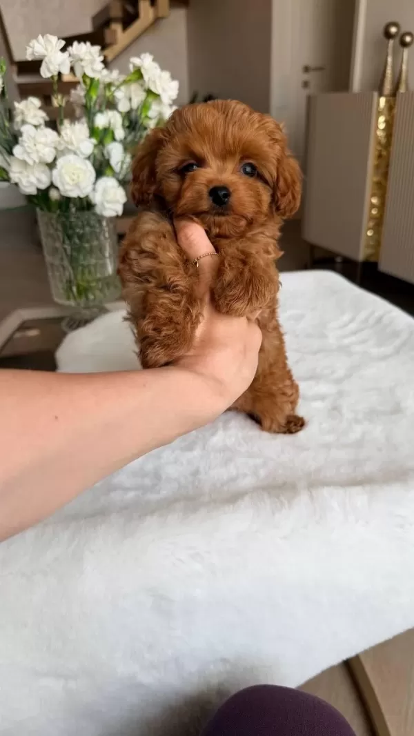 Kore Maltipoo Bebeklerimiz