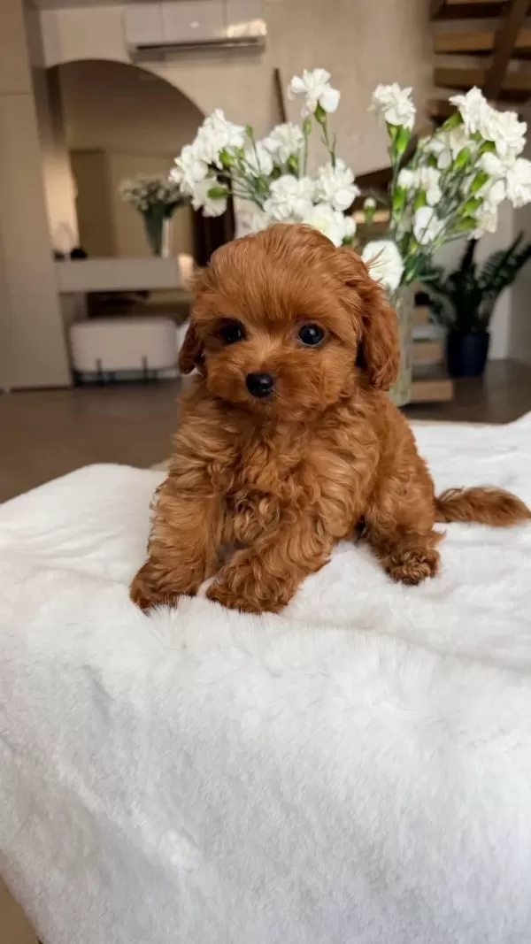 Kore Maltipoo Bebeklerimiz