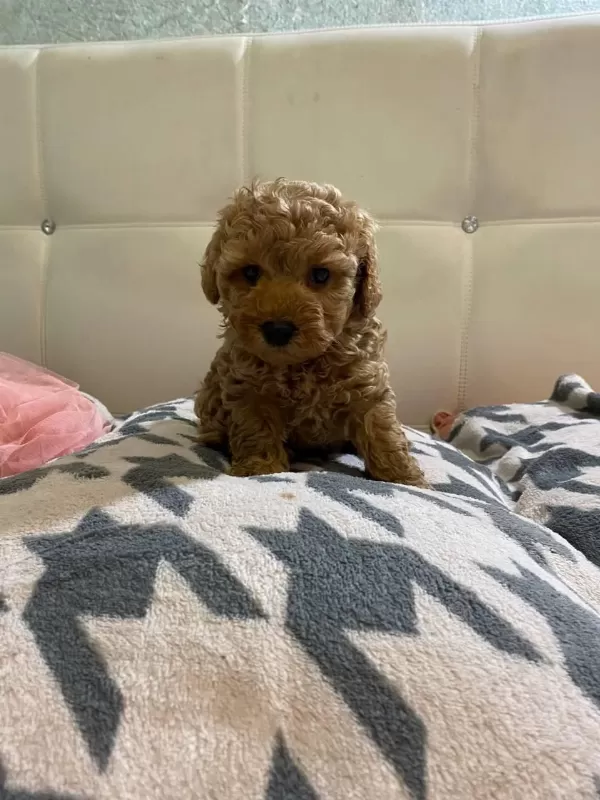 Harika Toy Poodle Yavrular
