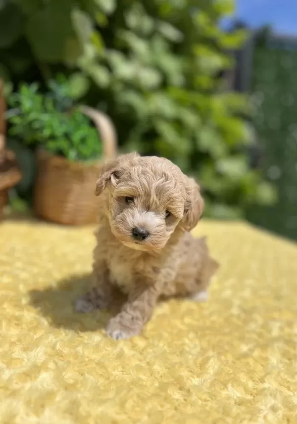 Sevimli Dost Canlısı Maltipoo Yavrular