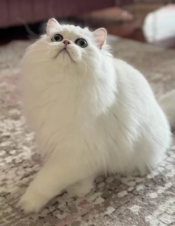 Kısırlaştırma Şartıyla Ücretsiz Kedimiz