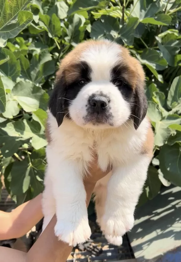 Harika Anatomi İrk Garantili St Bernard Yavrular