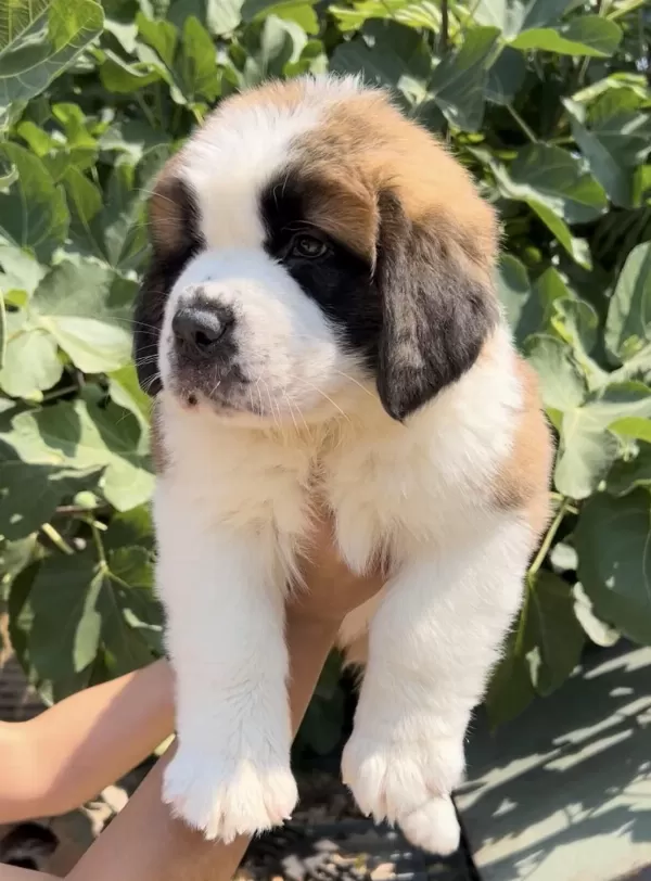 Harika Anatomi İrk Garantili St Bernard Yavrular