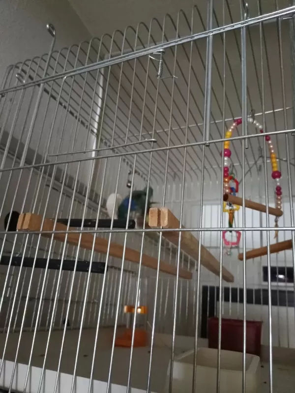 Cennet Sevda Papağanı 9 12 Aylık