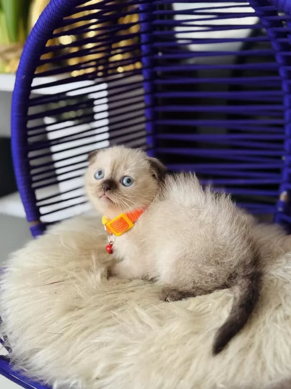 Scottish Fold Chocolate Point