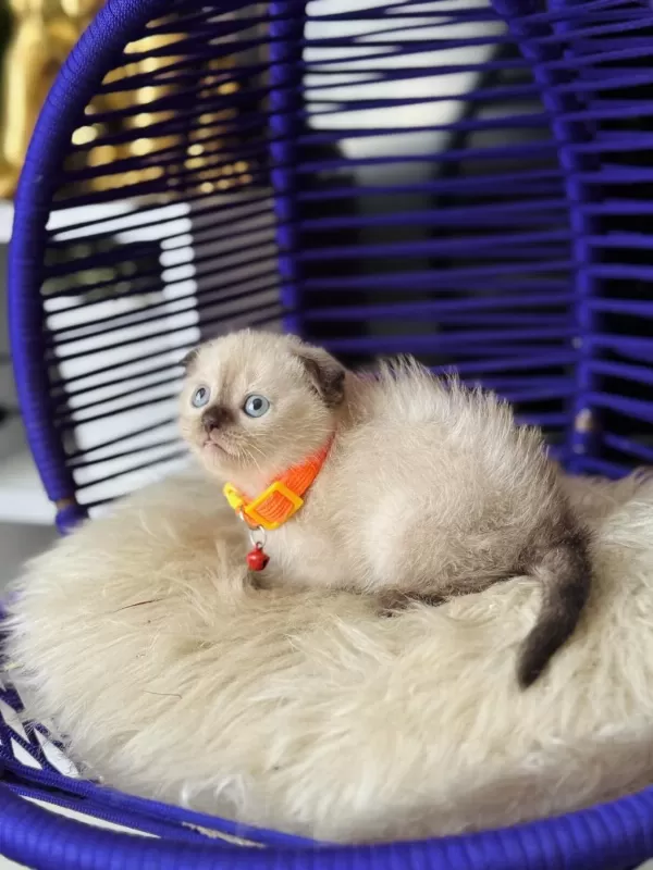 Scottish Fold Chocolate Point