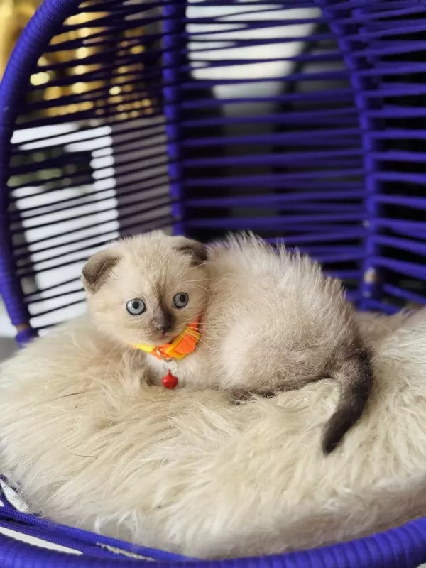 Scottish Fold Chocolate Point