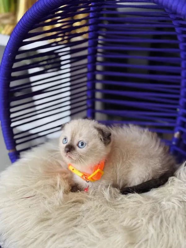 Scottish Fold Chocolate Point