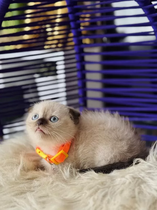Scottish Fold Chocolate Point